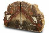 Tall, Colorful Petrified Wood Bookends - Circle Cliffs, Utah #274840-1